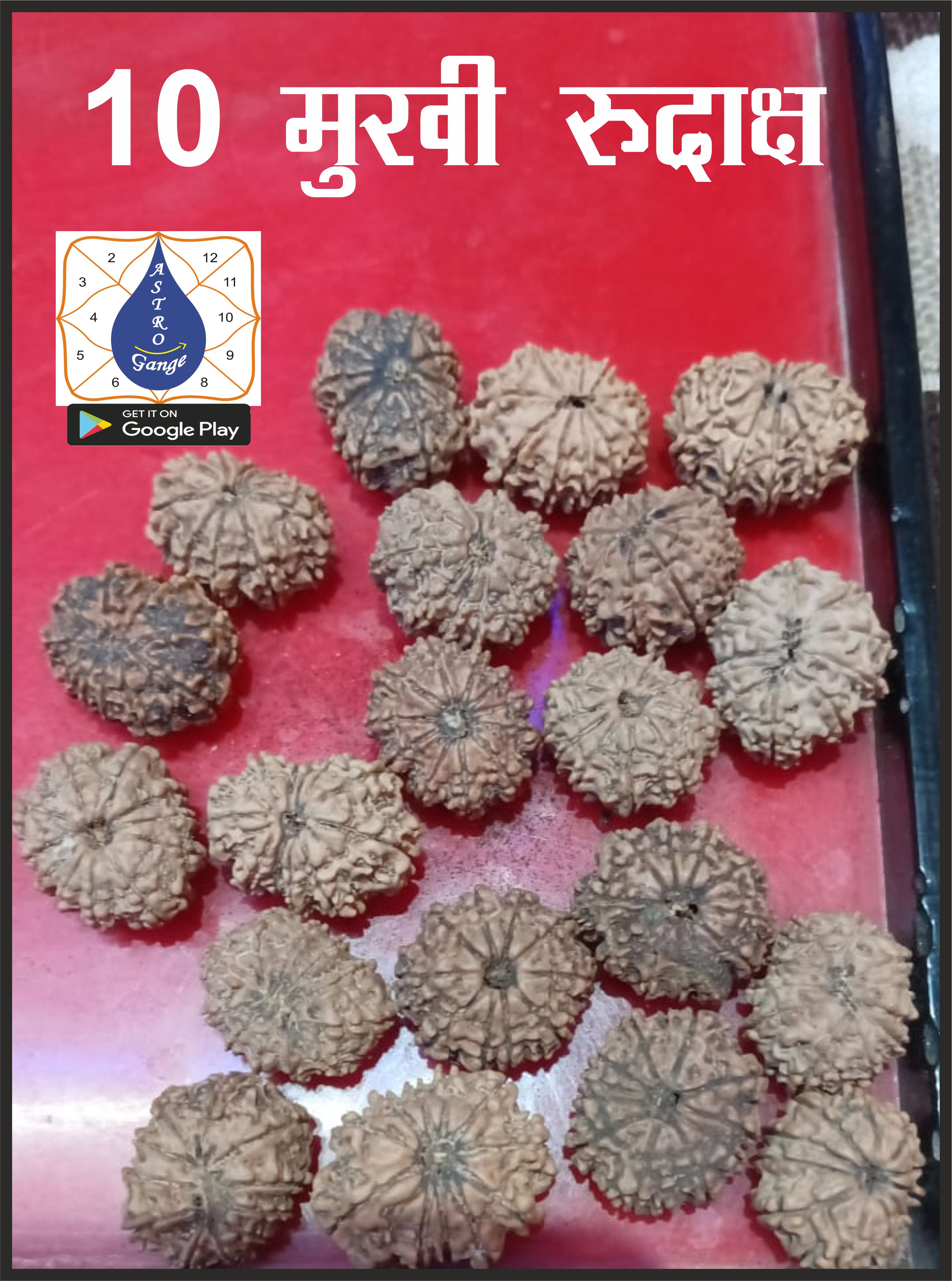 10 mukhi rudrax