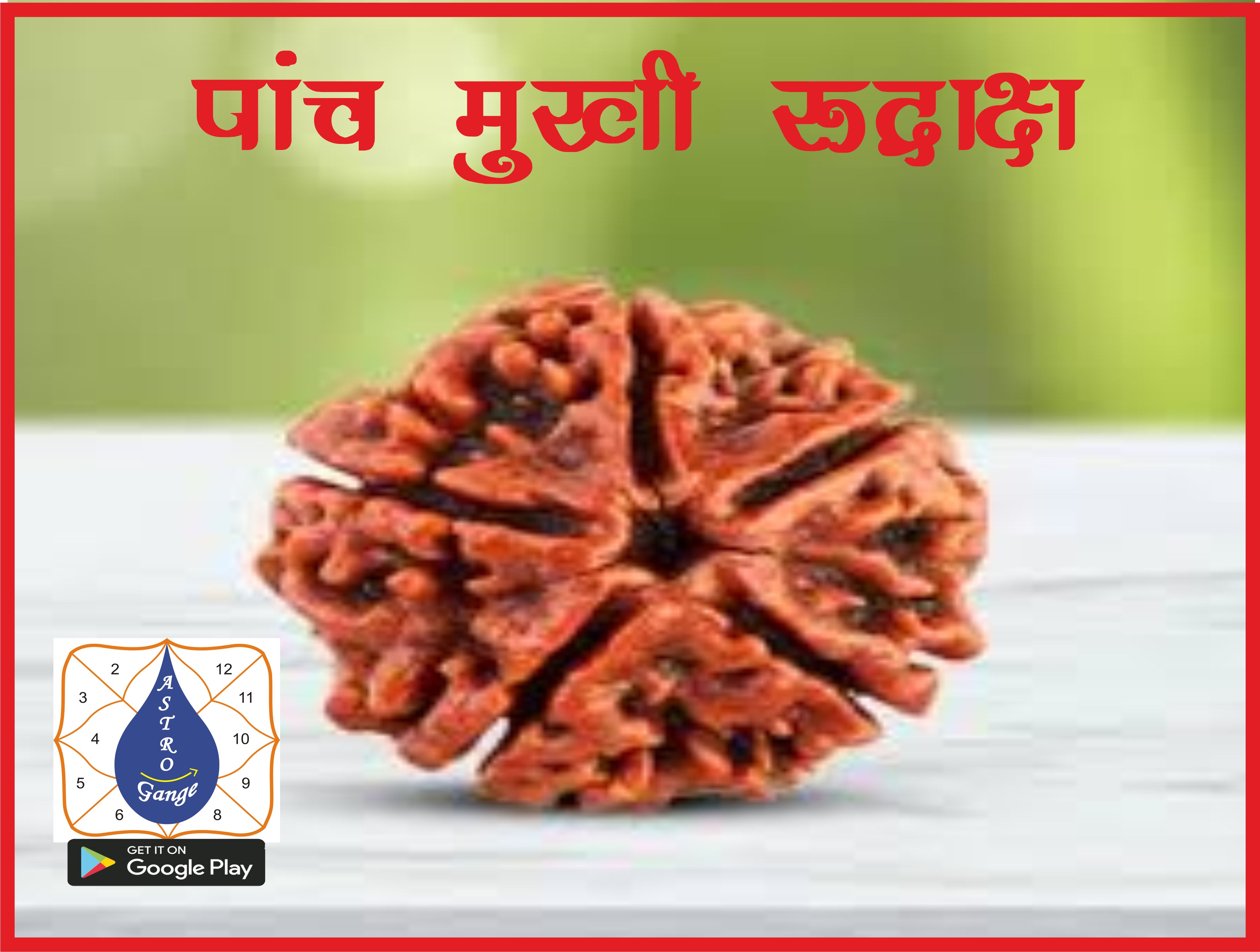 pach mukhi  rudraksh