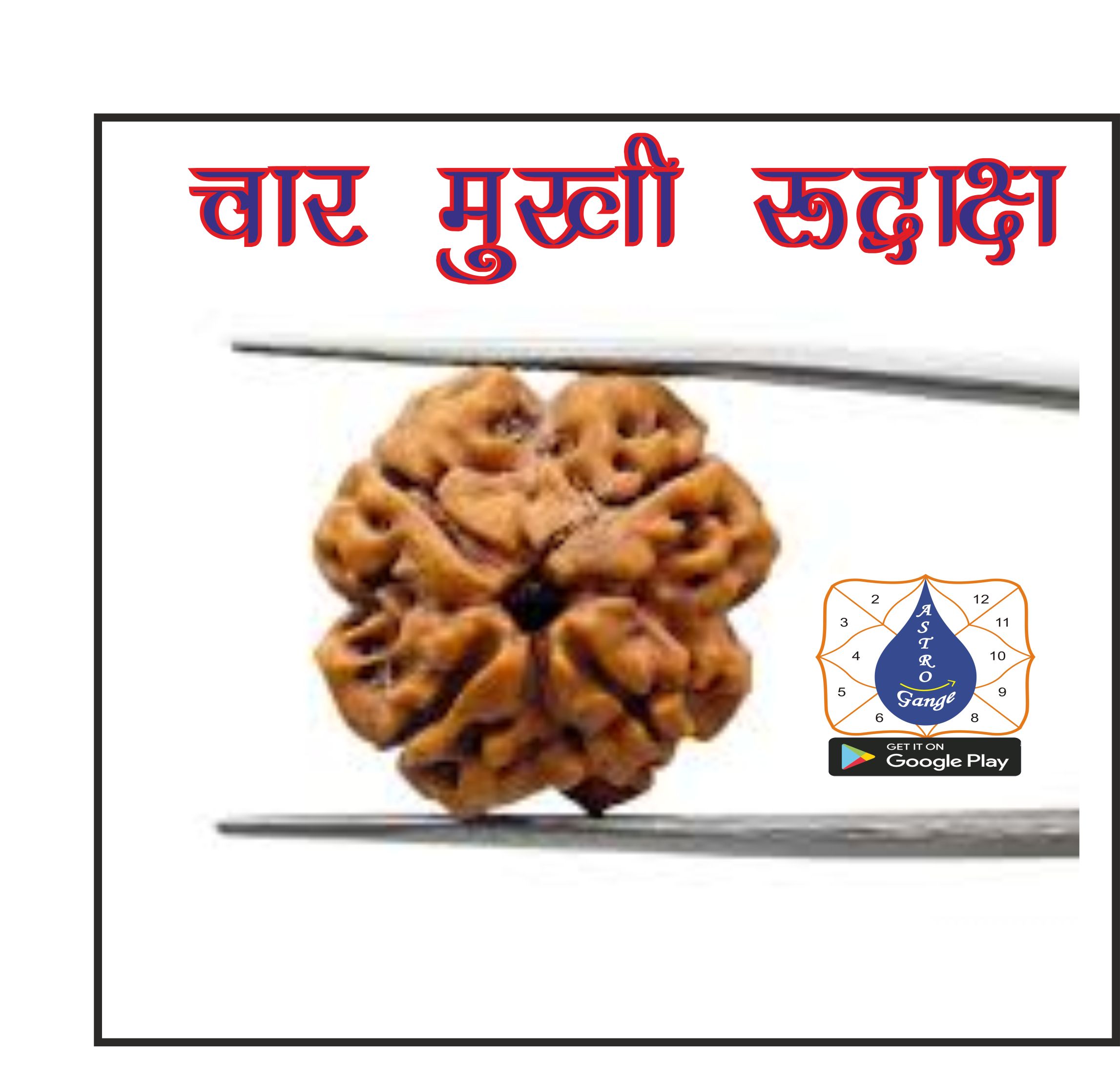 char mukhi rudraksh