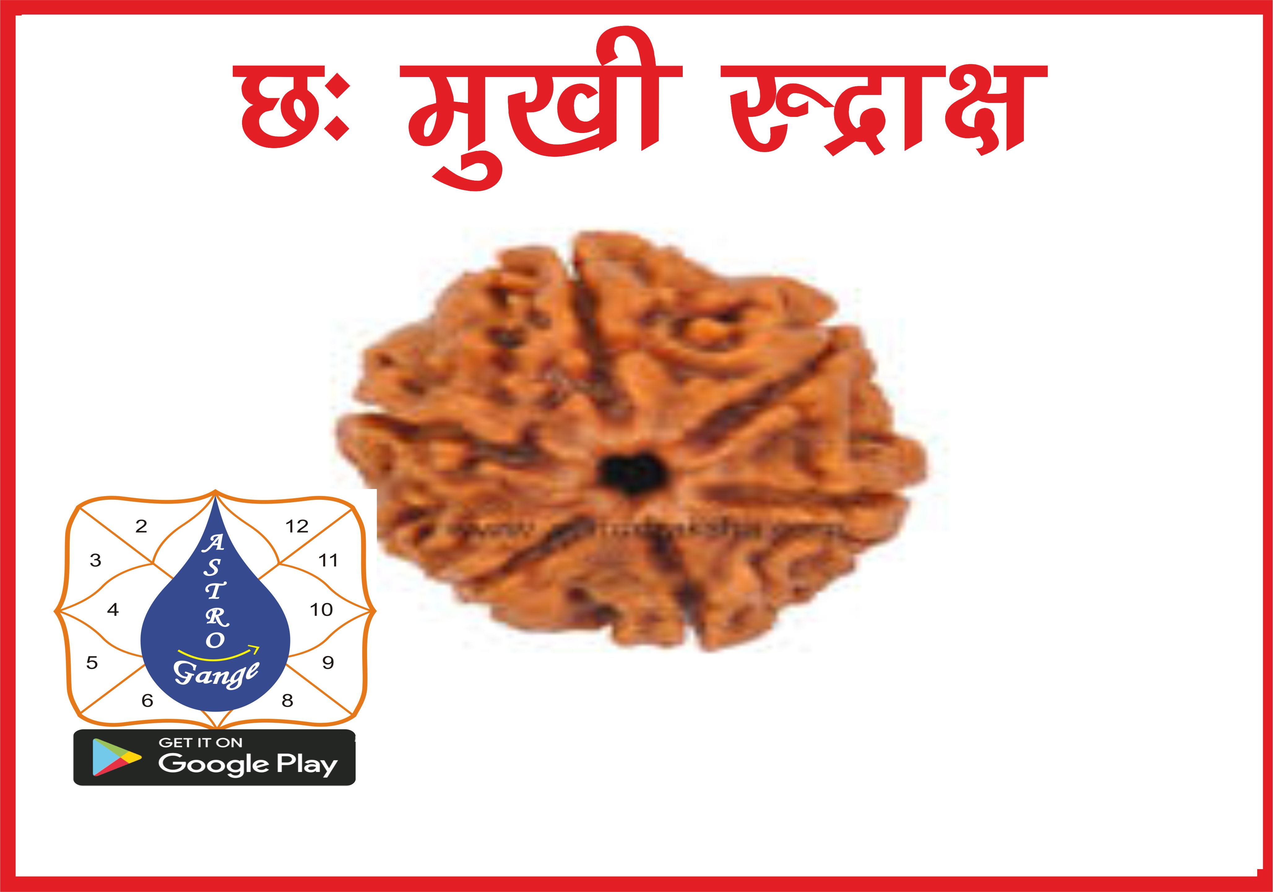 6 mukhi rudraksh