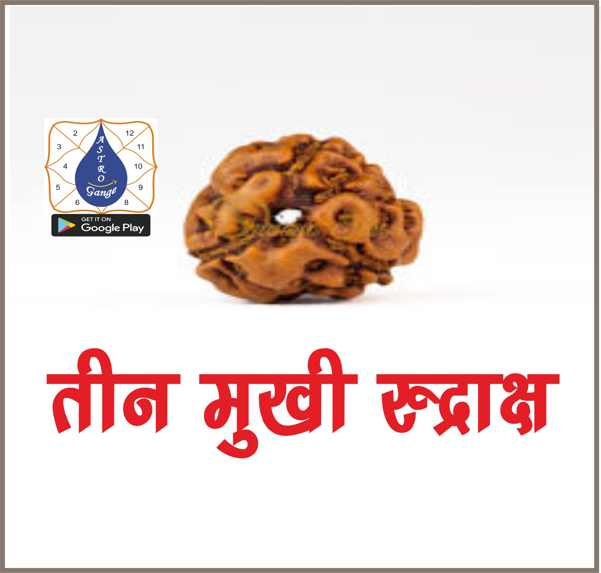 teen mukhi rudraksh