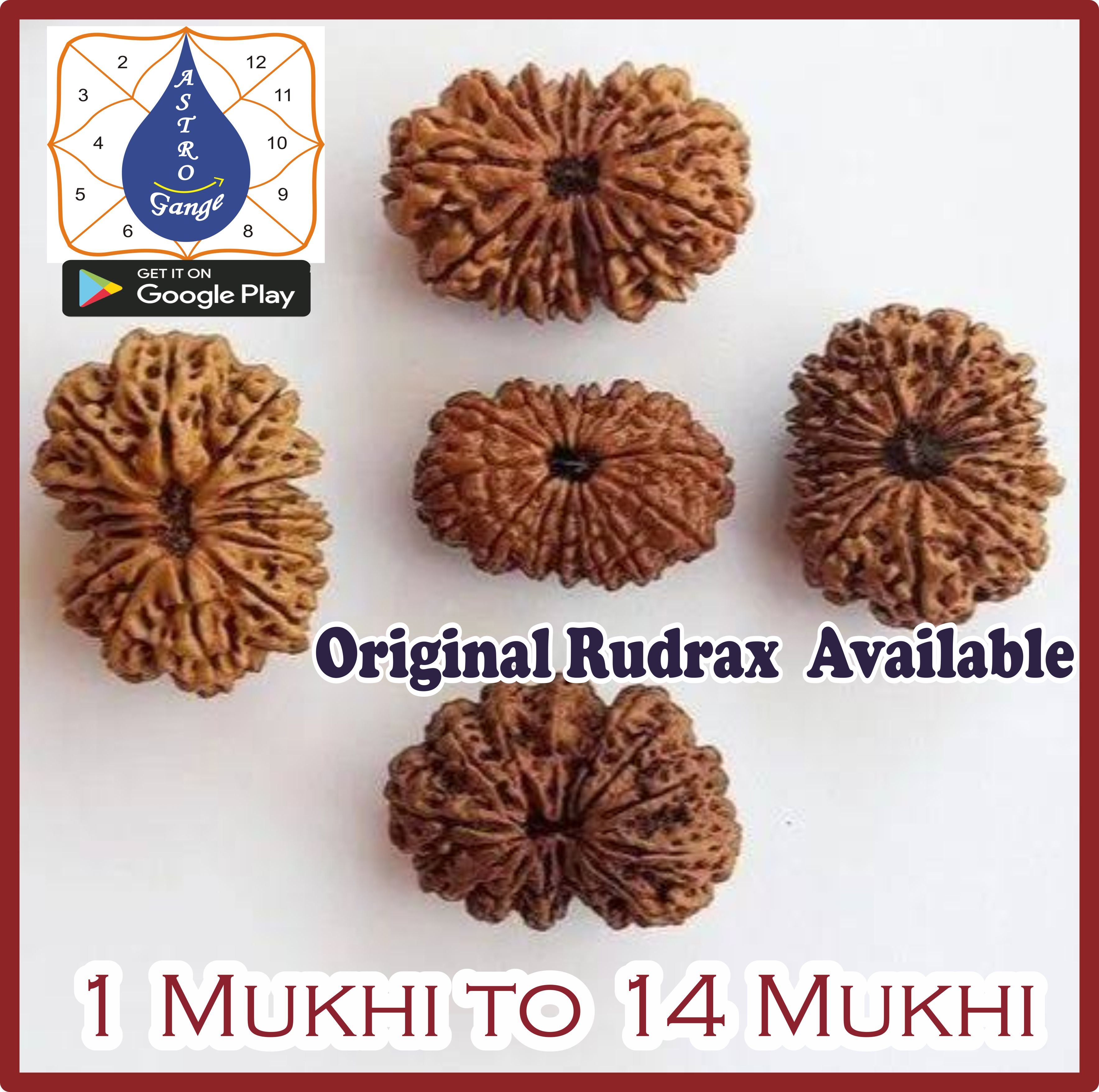 Rudraksh