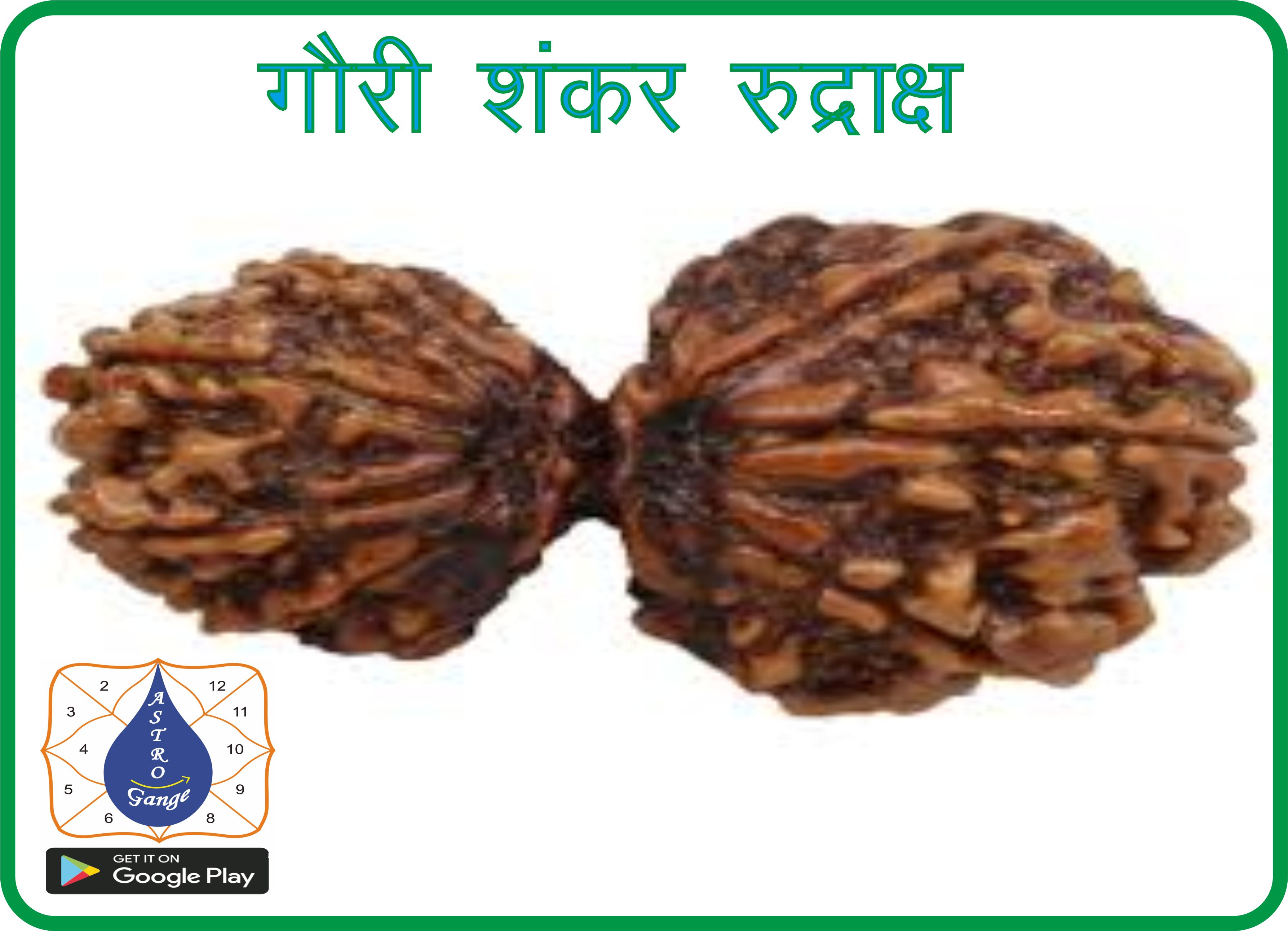 गौरी शंकर रुद्राक्ष