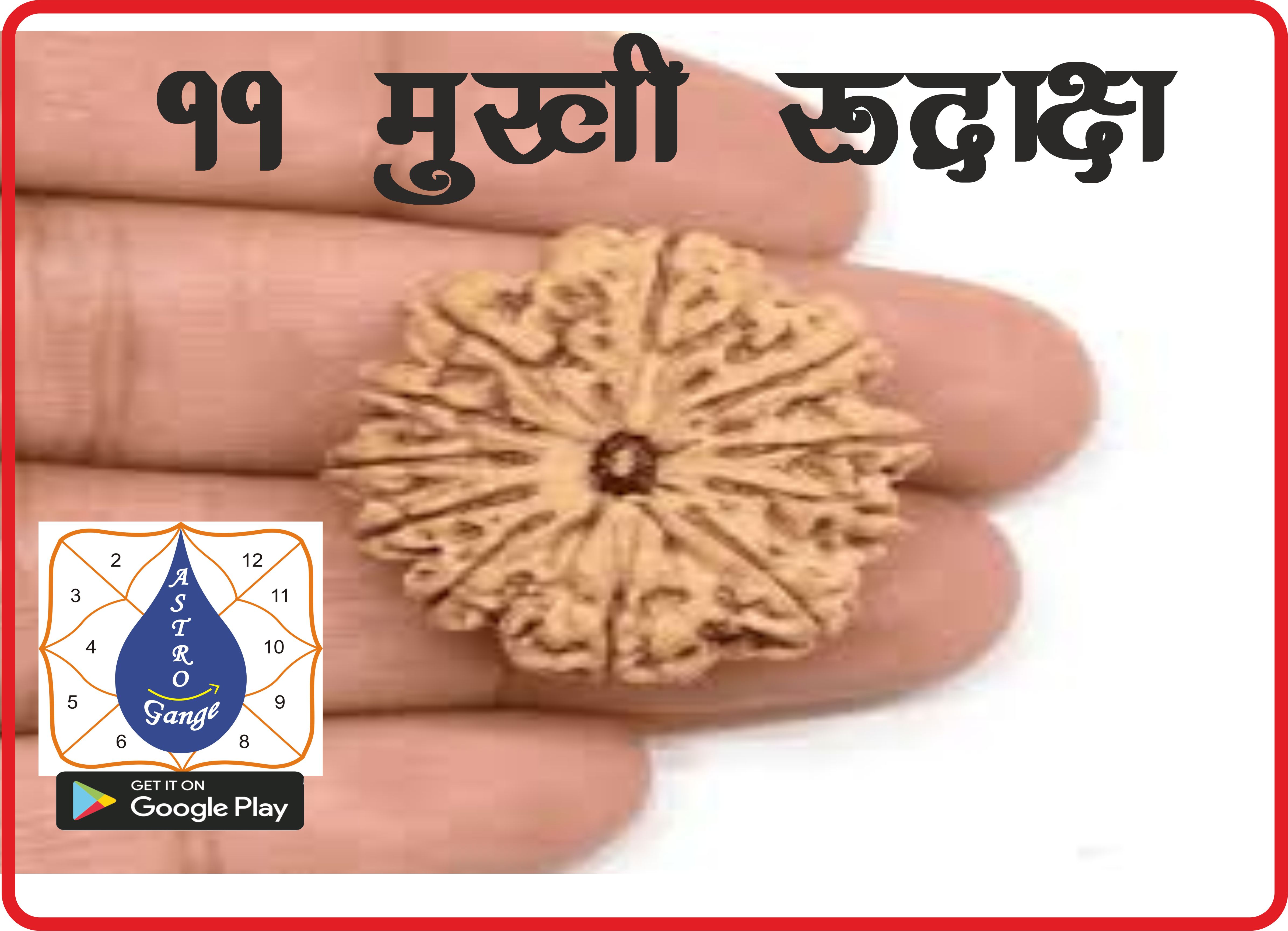 11  mukhi rudraksh