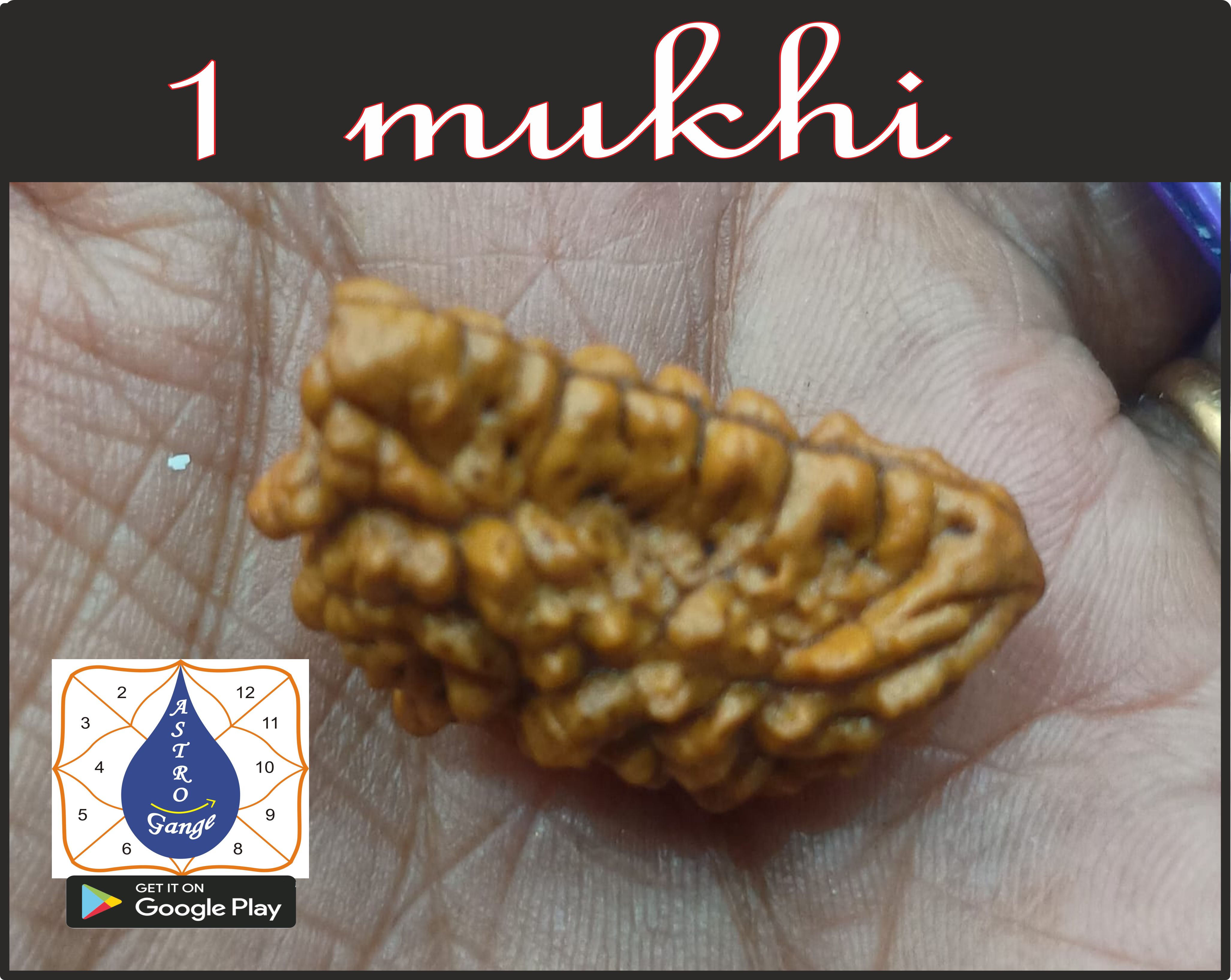 ek mukhi rudax(kaju dana)